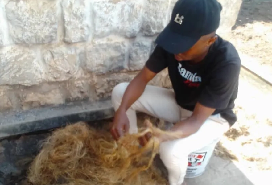 sisal waste sorting
